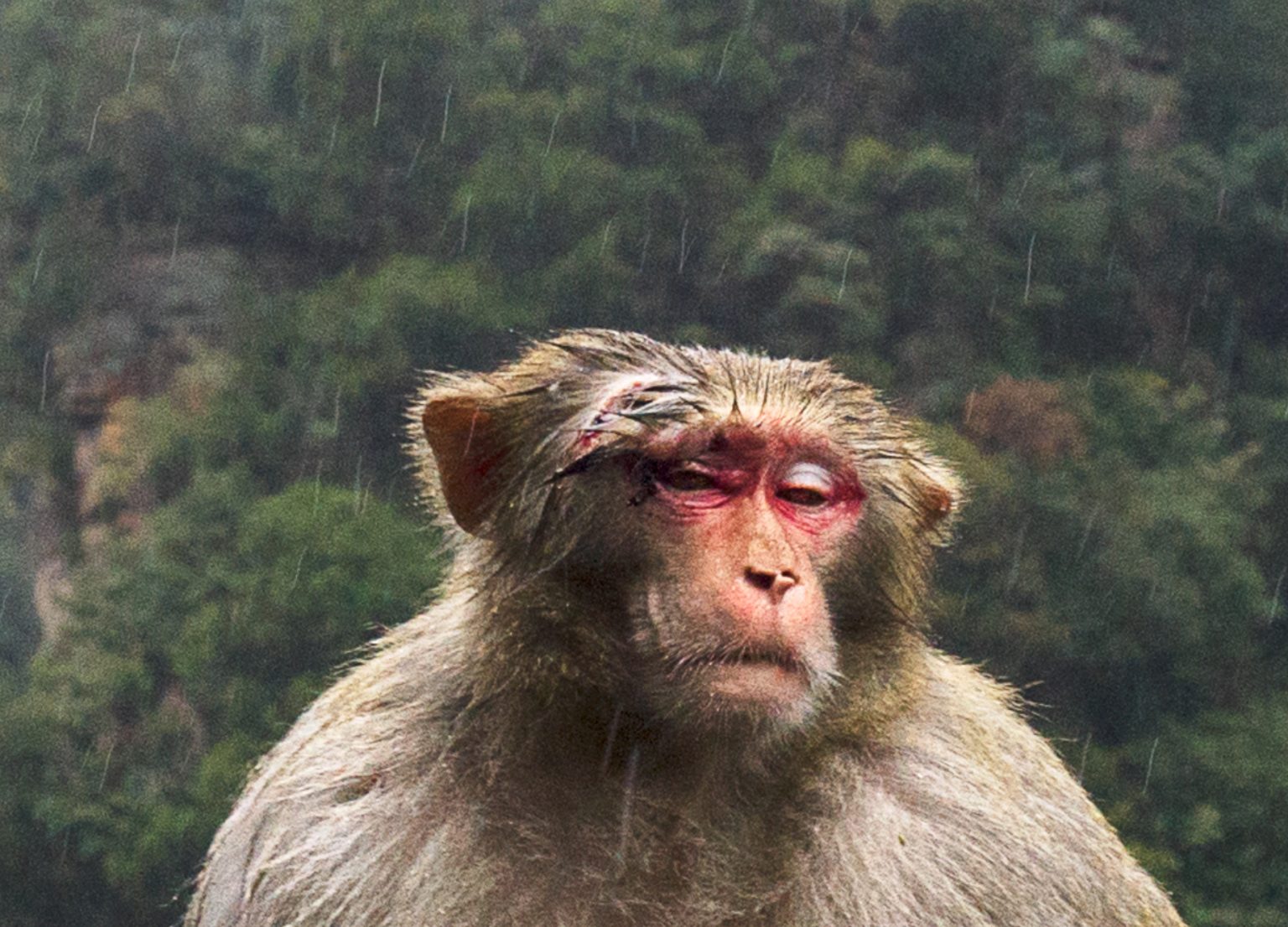 Macabre Macaque - Image 3